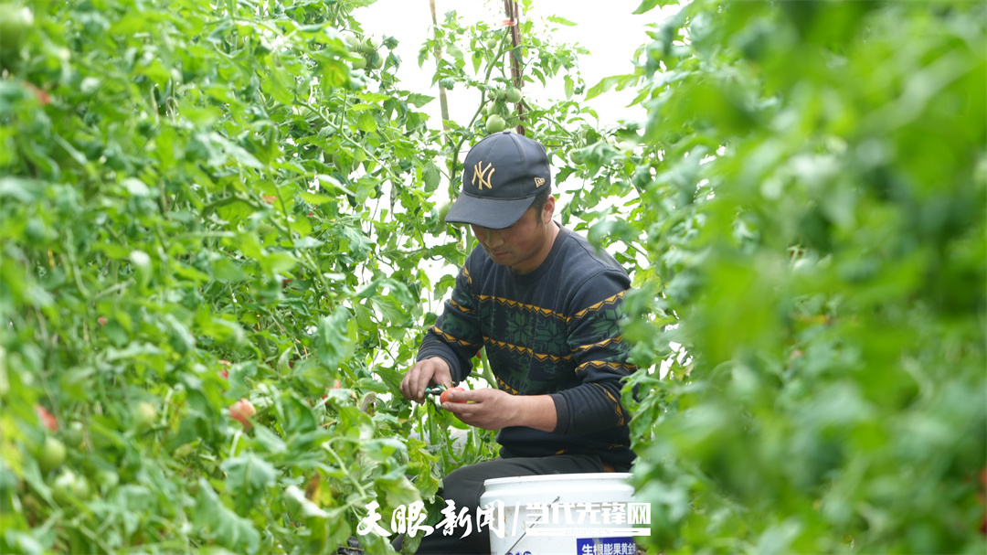 ·宁夏｜电商让村庄“柿”业旺米乐m6网站村里喜事捎北京(图4)
